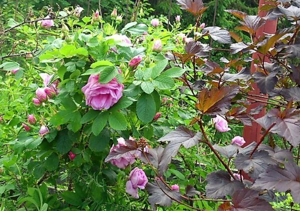 Vargheden B&B Och Traedgard Malung Εξωτερικό φωτογραφία